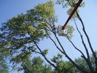 Tree Service Crane 2